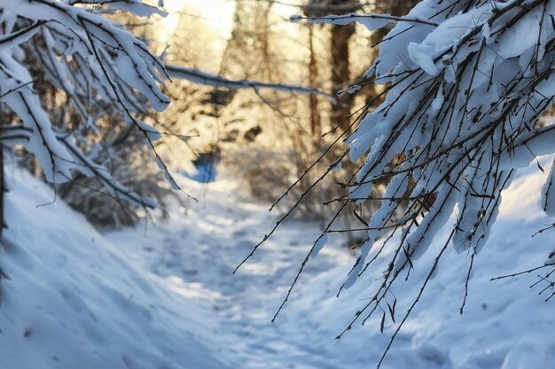 Invierno bosque paisaje la luz del sol nieve