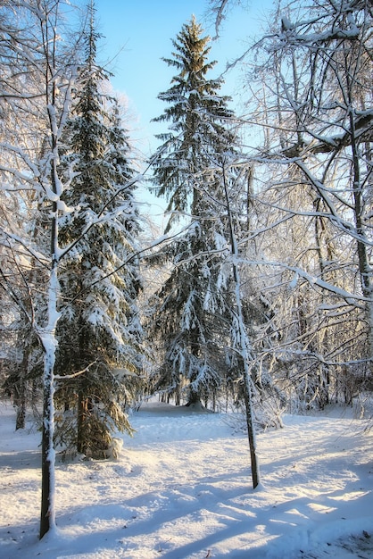 Invierno bosque paisaje la luz del sol snow