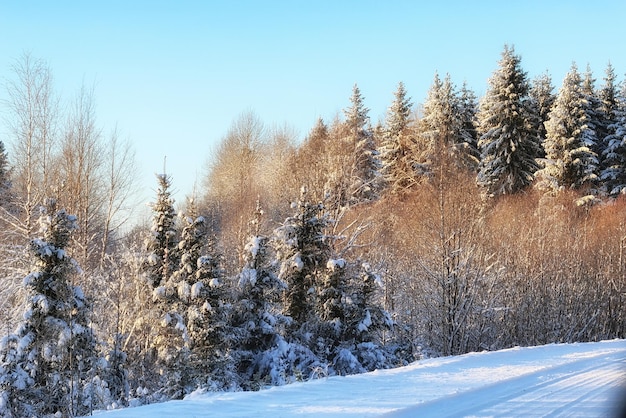 Invierno bosque paisaje la luz del sol snow