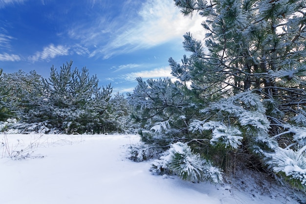 Invierno bosque pinos nieve natural belleza de invierno paseo por el bosque