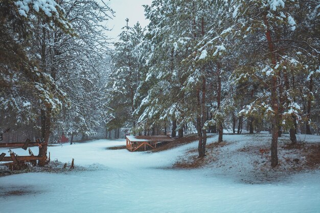 Invierno en el bosque de pinos