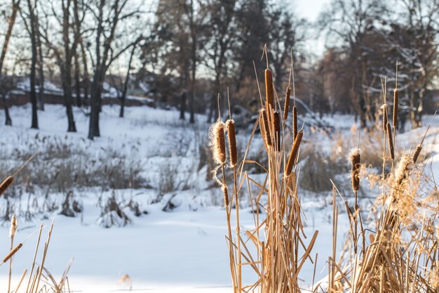 invierno en el bosque