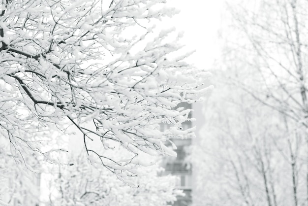 Invierno en una ciudad nevada la escarcha en las ramas de un árbol