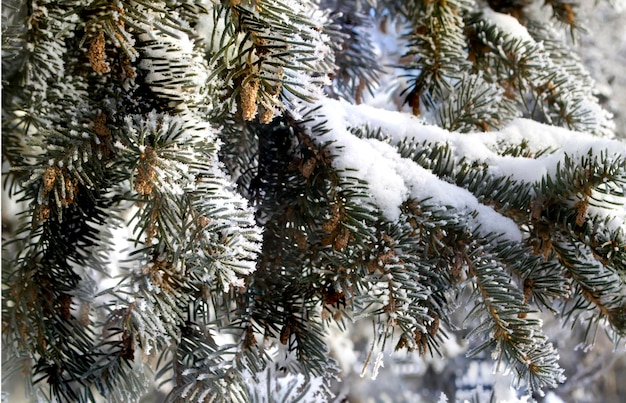 El invierno encabeza el abeto en el bosque de invierno nevado