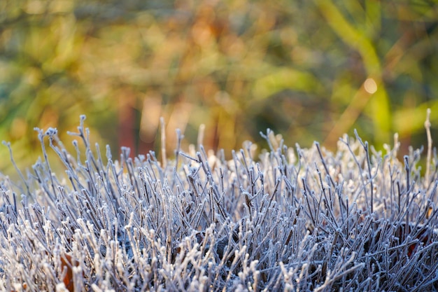 Invierno en el estanque en un hermoso jardín natural