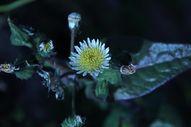 Foto invierno de las flores