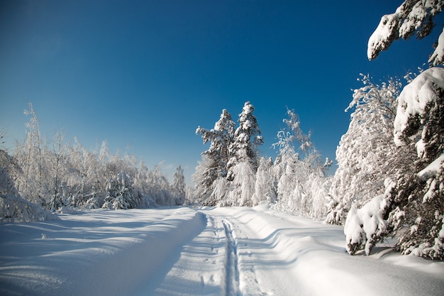 Invierno frío y nevado en el bosque