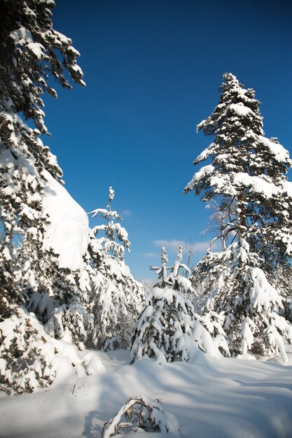 Invierno frío y nevado en el bosque