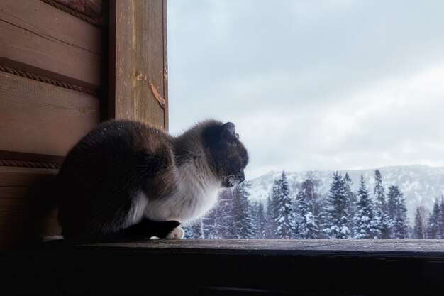 Invierno de gato en el pueblo sentado en la calle cerca de la casa.