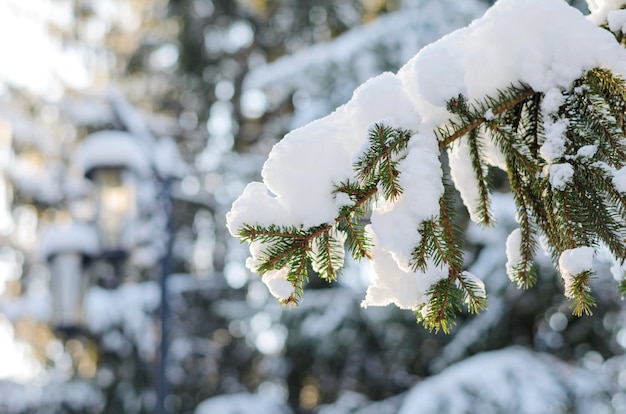 Invierno, gran abeto con ramas cubiertas de nieve