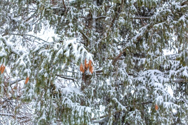 Invierno, un gran árbol cubierto de nieve. Los conos cuelgan de las ramas de un árbol de navidad