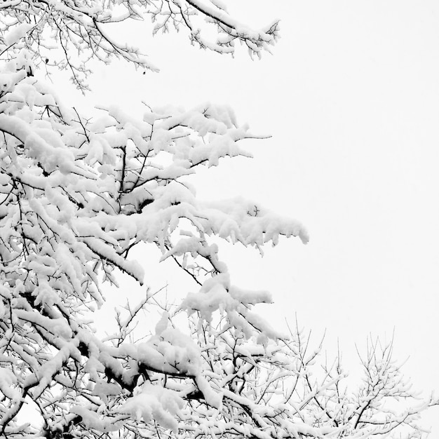 Invierno Invierno ramas de árboles en la nieve. Blanco y negro, espacio para texto