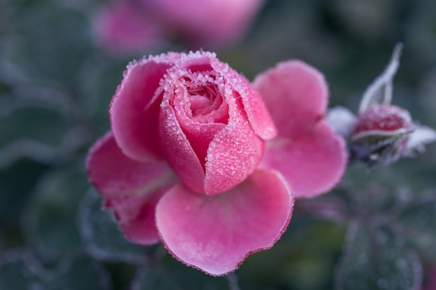 Invierno en el jardín. Escarcha en los pétalos de una rosa rosa, la primera helada.