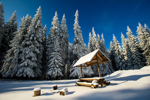 Invierno mágico árbol cubierto de nieve