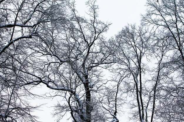 Invierno Navidad y Año Nuevo Nevadas hermosas copas de los árboles Paisaje de invierno