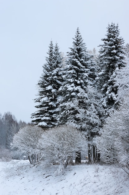 Invierno, nieve, en, abeto