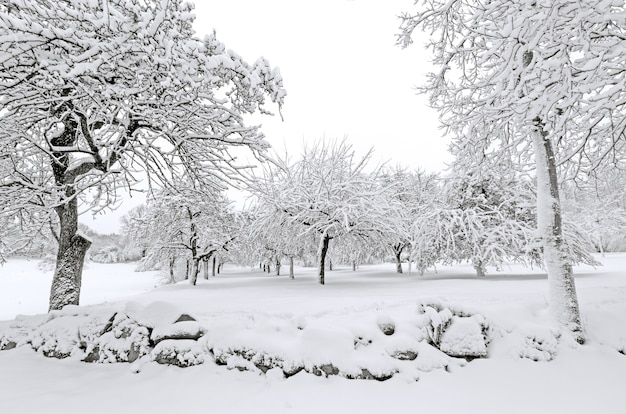 Invierno con nieve en los árboles