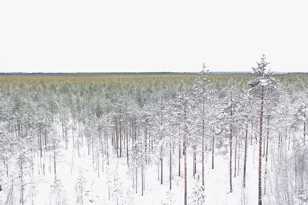 invierno en un paisaje de bosque de pinos, árboles cubiertos de nieve, enero en un denso bosque vista estacional