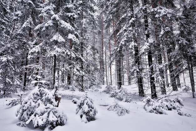 invierno en un paisaje de bosque de pinos, árboles cubiertos de nieve, enero en un denso bosque vista estacional