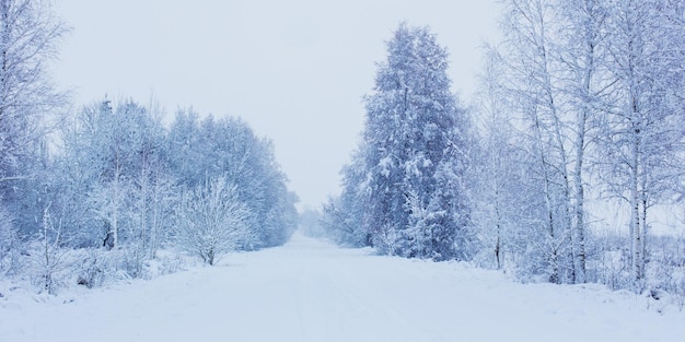 Invierno paisaje nevado nublado con árboles