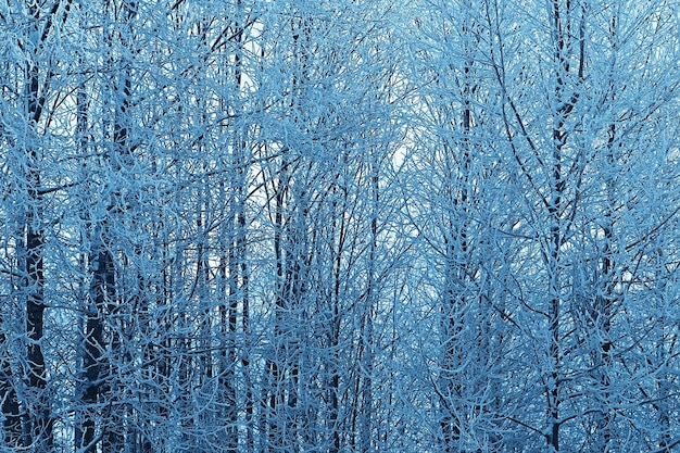 Invierno en el pueblo ruso/paisaje invernal, bosque en Rusia, árboles cubiertos de nieve en la provincia