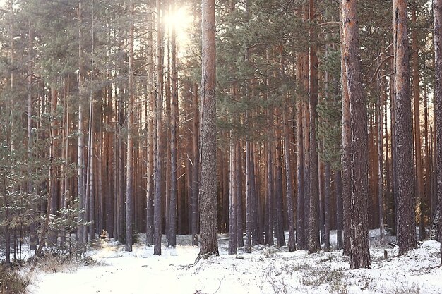 Invierno en el pueblo ruso / paisaje invernal, bosque en Rusia, árboles cubiertos de nieve en la provincia