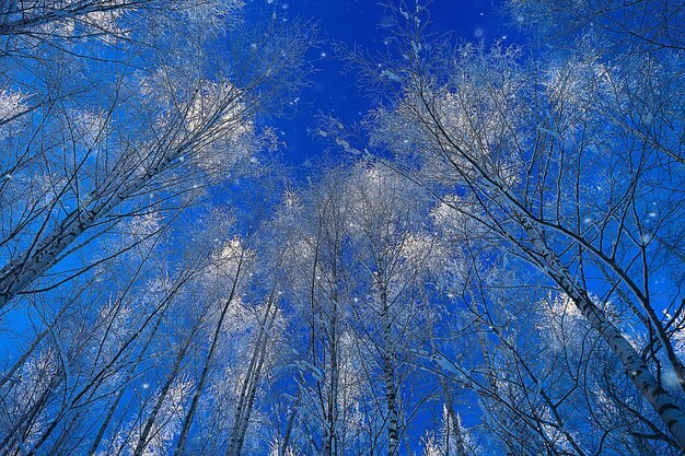 Invierno en el pueblo ruso/paisaje invernal, bosque en Rusia, árboles cubiertos de nieve en la provincia