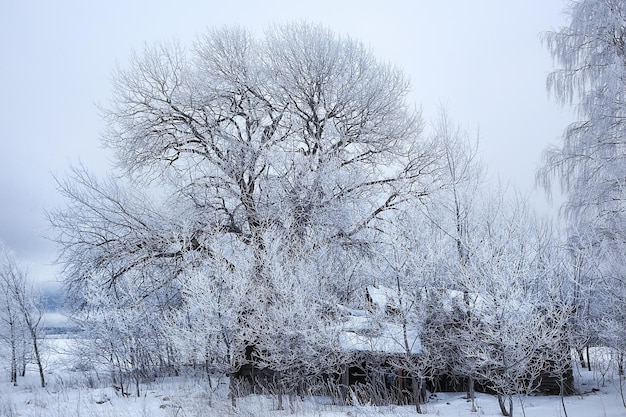 invierno ramas día sombrío nieve fondo textura diciembre naturaleza nevadas en el bosque