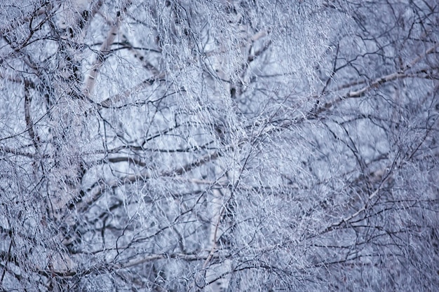 invierno ramas día sombrío nieve fondo textura diciembre naturaleza nevadas en el bosque