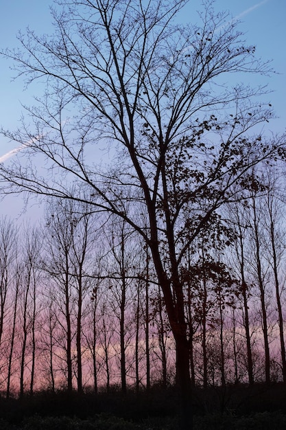 Invierno Silueta de bosque de árboles con ramas desnudas en la noche contra el cielo azul y púrpura Paisaje invernal del paisaje natural Grandes árboles secos sin hojas en un campo vacío en la naturaleza