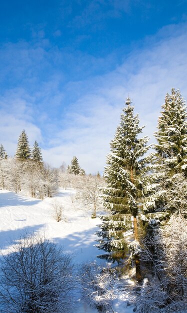 Invierno tranquilo paisaje de montaña con escarcha y abetos cubiertos de nieve.