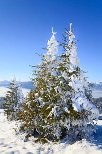 Invierno tranquilo paisaje de montaña con escarcha y abetos cubiertos de nieve.