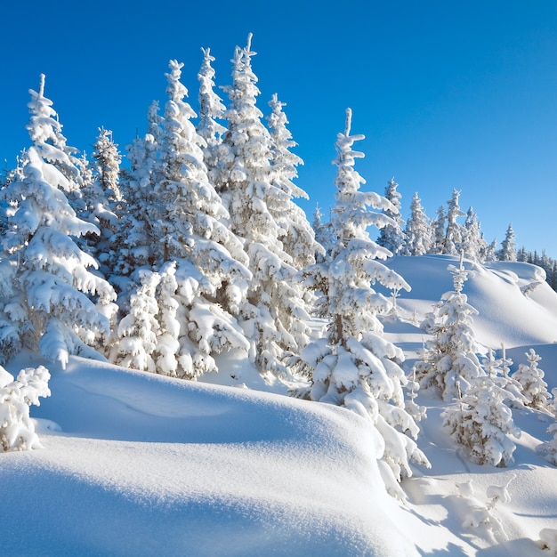 Invierno tranquilo paisaje de montaña con hermosos abetos en pendiente (Monte Kukol, Cárpatos, Ucrania)