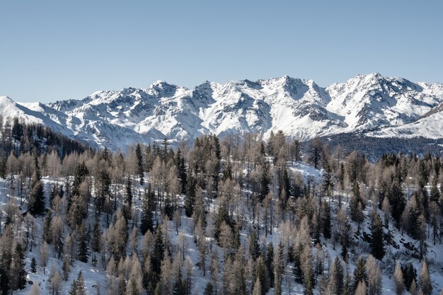 Invierno. Vista de los picos nevados de las montañas con bosque de coníferas en primer plano.