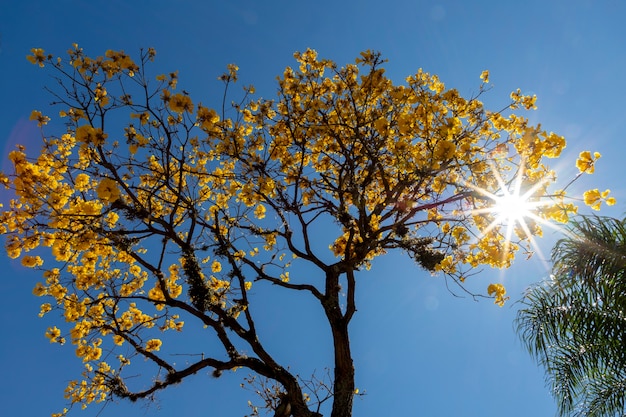 Ipê amarelo com sol estrelado entre os galhos