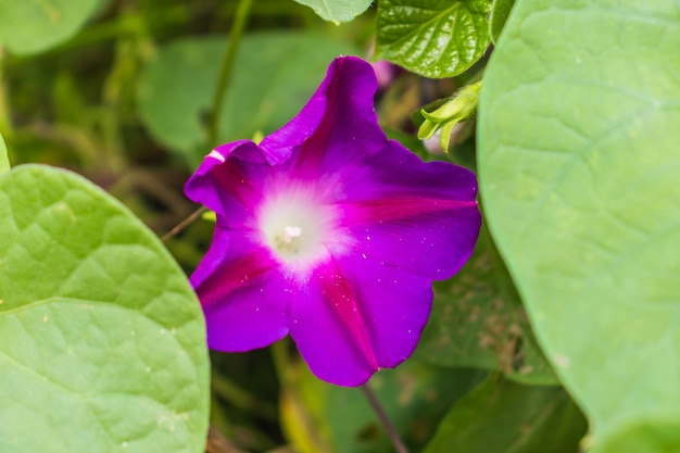 Ipomeia comum: uma espécie de ipomeia, também conhecida como ipoméia alta e roxa, seu nome botânico é Ipomoea purpurea.