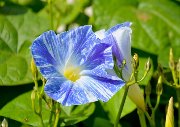 Ipomoea kvamoklit o liana de ciprés de color azul con enfoque selectivo