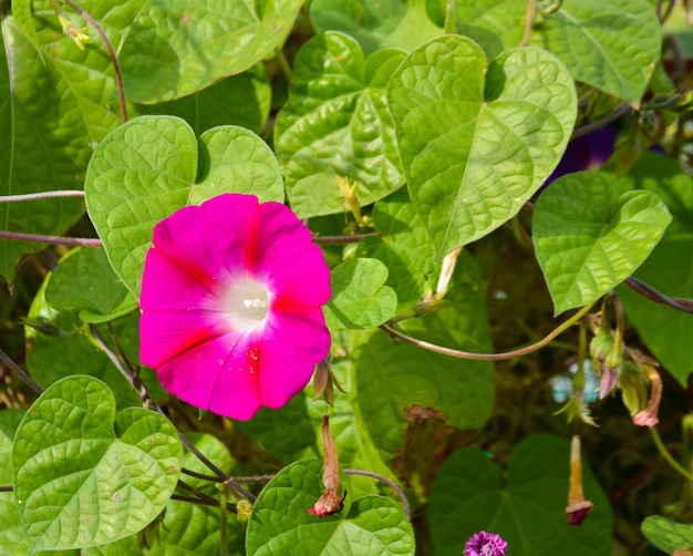 Ipomoea kvamoklit o liana de ciprés de color rosa enfoque selectivo