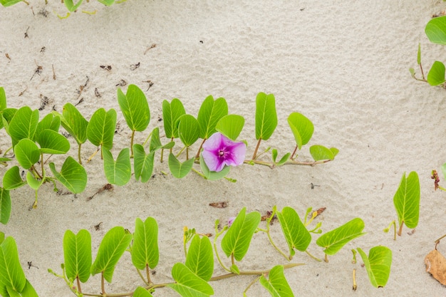 Ipomoea pes-caprae Gloria de mañana dulce o de playa