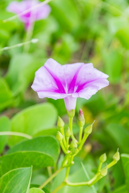 Ipomoea pes-caprae Gloria de mañana dulce o de playa