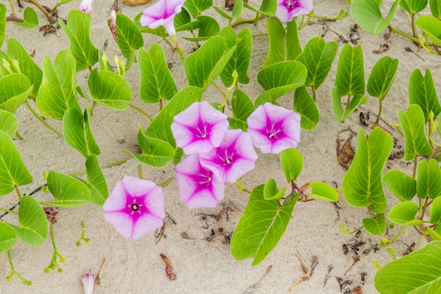 Ipomoea pes-caprae Süß oder Strand-Winde