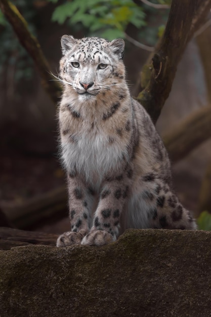 Irbis leopardo de las nieves