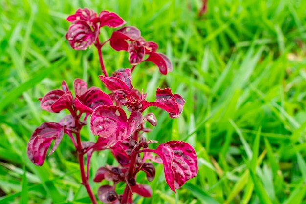 Foto iresine herbstii o herbst bloodleaf algunos llaman a esta planta la planta de molleja de pollo