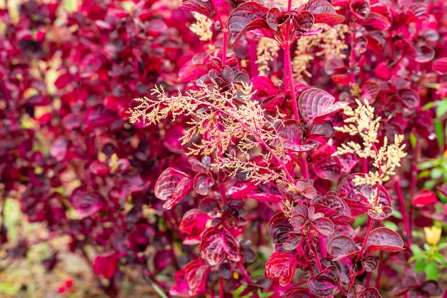 Foto iresine herbstii o herbst bloodleaf algunos llaman a esta planta la planta de molleja de pollo