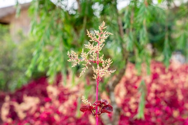 Iresine herbstii o Herbst bloodleaf Algunos llaman a esta planta la planta de molleja de pollo