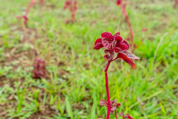 Iresine herbstii ou Herbst bloodleaf Alguns chamam esta planta de moela de galinha