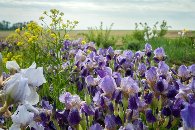 Irideae Iris morados en el jardín en un día soleado de primavera