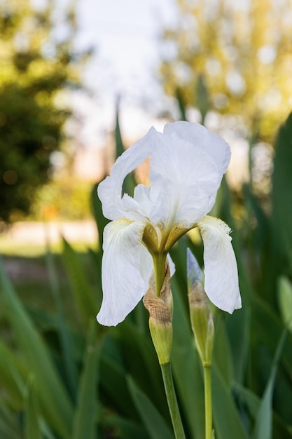 Iris albicans lange o cementerio iris blanco hermosa flor en el diseño del jardín
