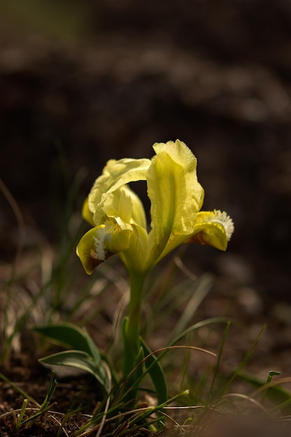 El iris amarillo salvaje pumila florece en el prado