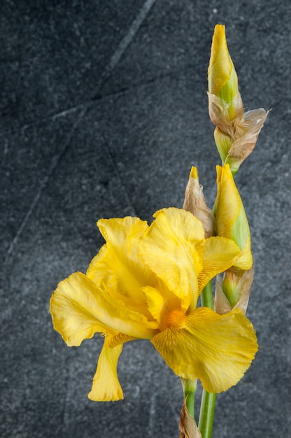 Iris amarillo sobre fondo de hormigón